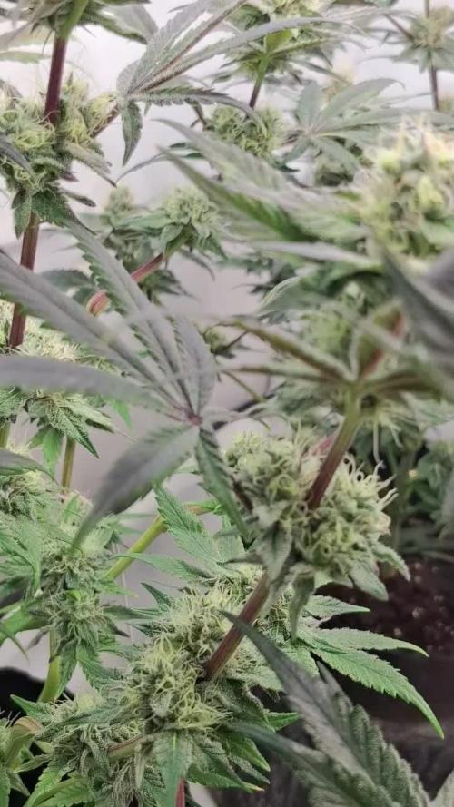 5 of the best, from @Barneys Farm