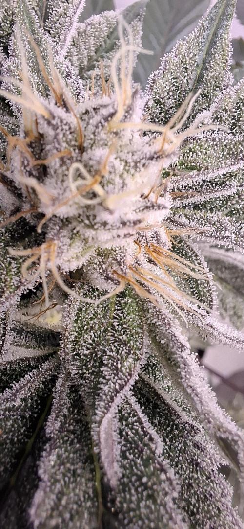 5 of the best, from @Barneys Farm. Week 7