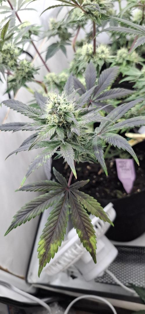 5 of the best, from @Barneys Farm. Week 7