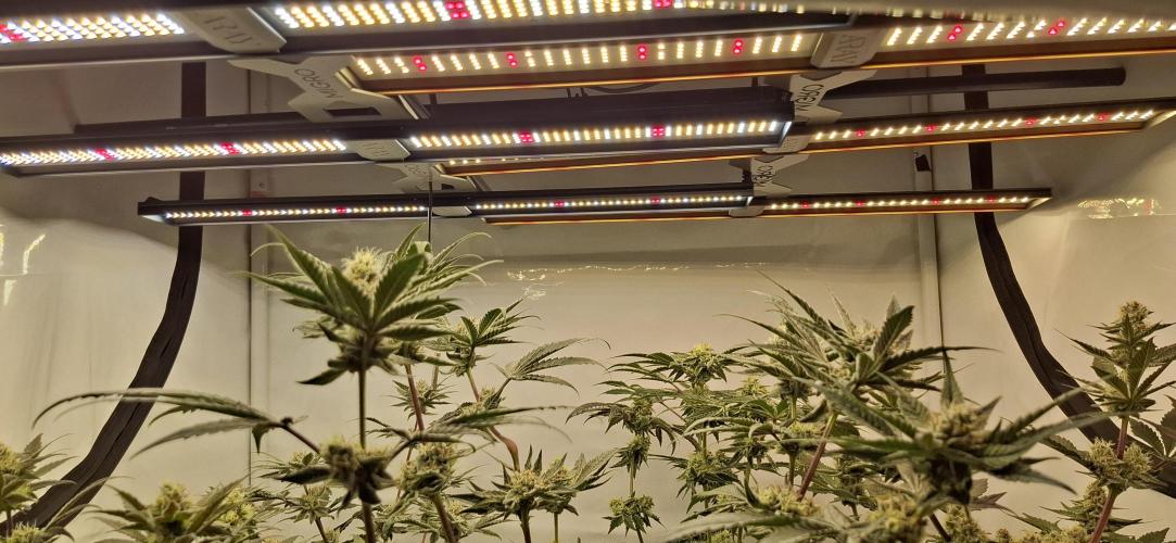 5 of the best, from @Barneys Farm. Week 7