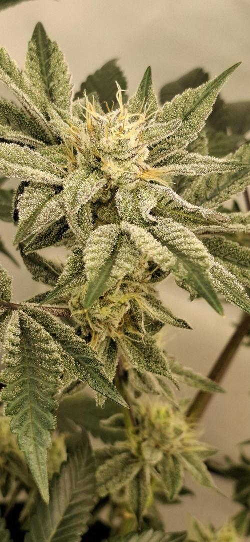 5 of the best, from @Barneys Farm. Week 7
