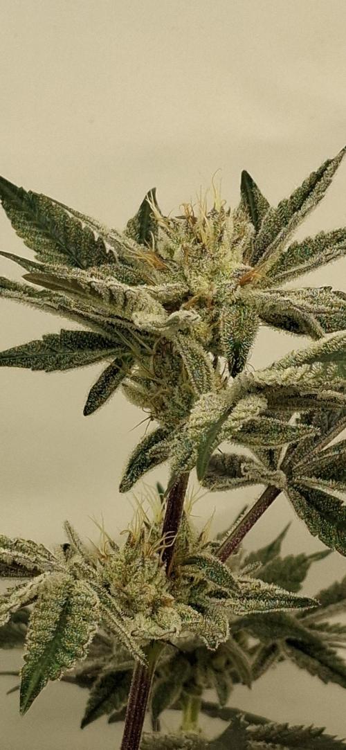 5 of the best, from @Barneys Farm. Week 7