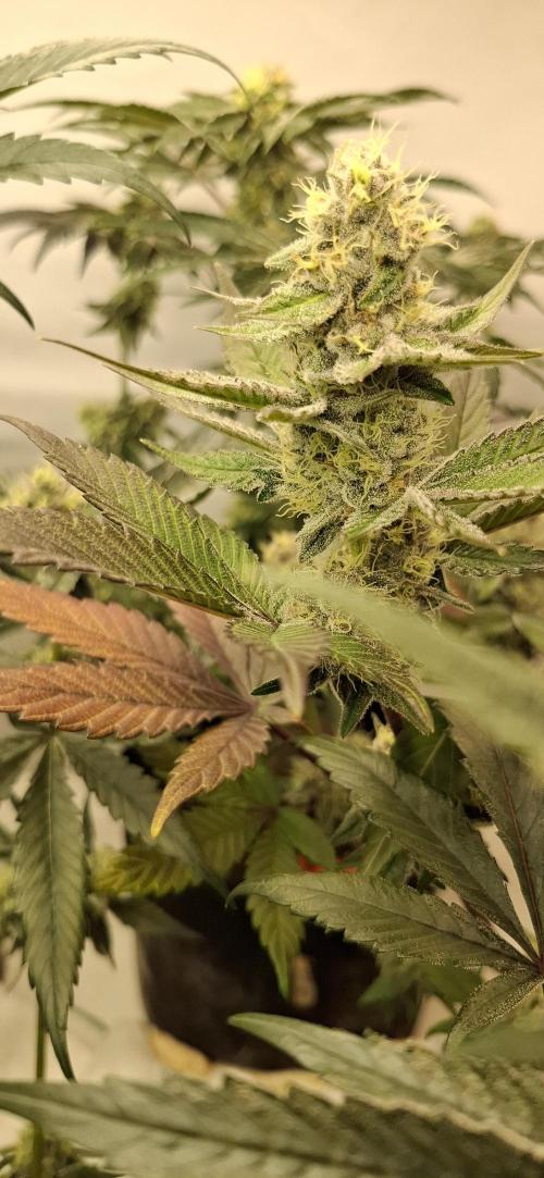 5 of the best, from @Barneys Farm. Week 7