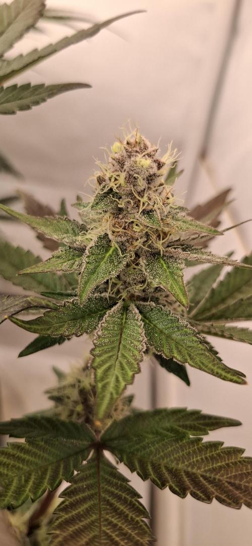 5 of the best, from @Barneys Farm. Week 7