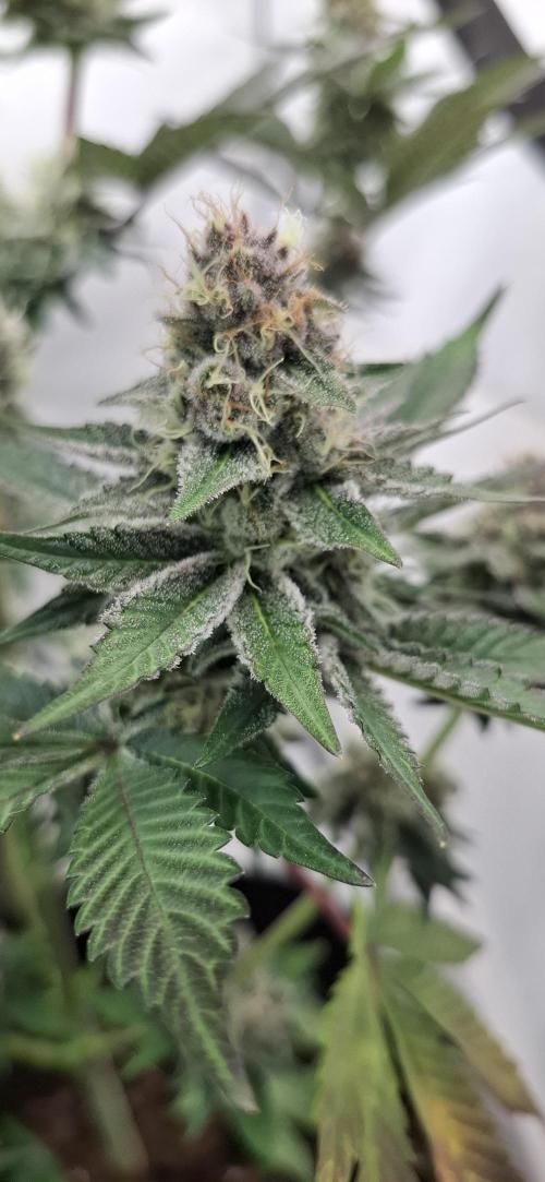 5 of the best, from @Barneys Farm. Week 7