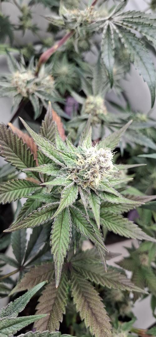 5 of the best, from @Barneys Farm. Week 7