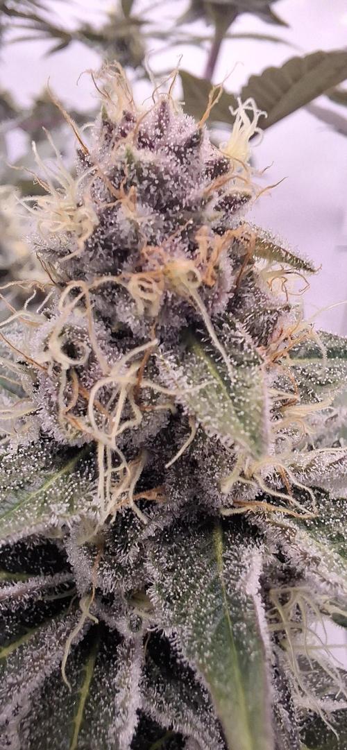 5 of the best, from @Barneys Farm. Week 7