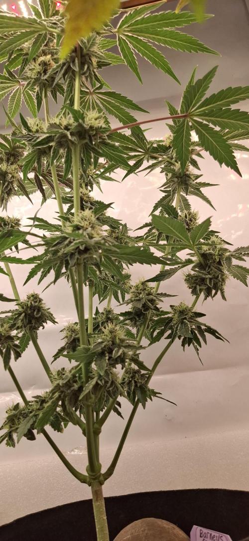 5 of the best, from @Barneys Farm. Week 7