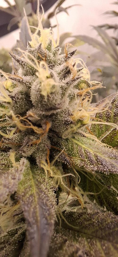5 of the best, from @Barneys Farm. Week 7