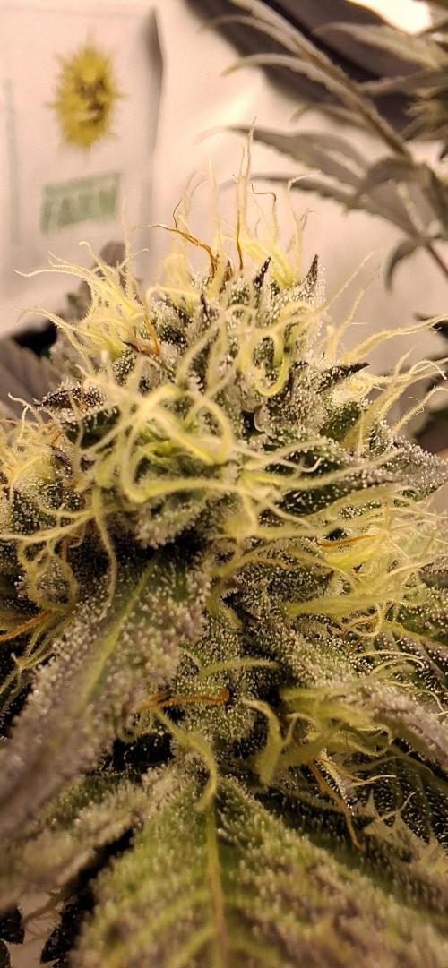 5 of the best, from @Barneys Farm. Week 7