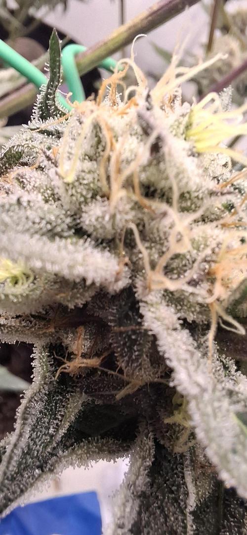 5 of the best, from @Barneys Farm. Week 7
