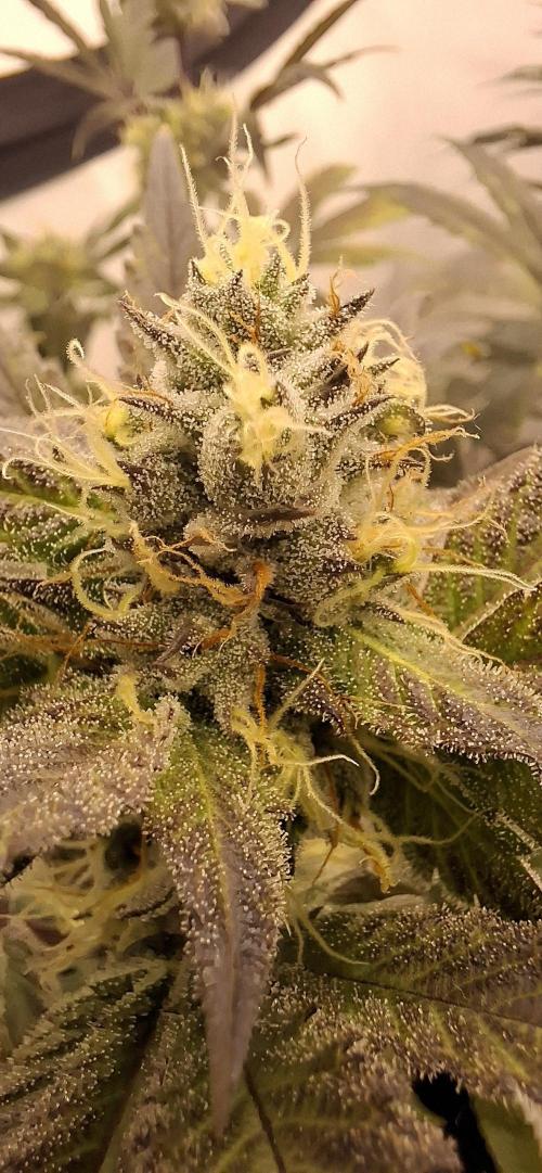 5 of the best, from @Barneys Farm. Week 7