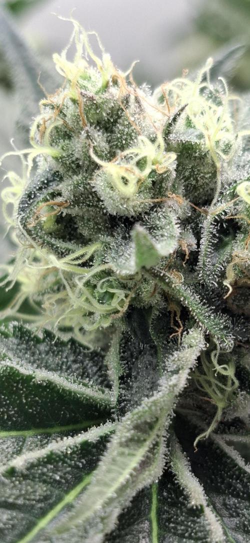 5 of the best, from @Barneys Farm. Week 7