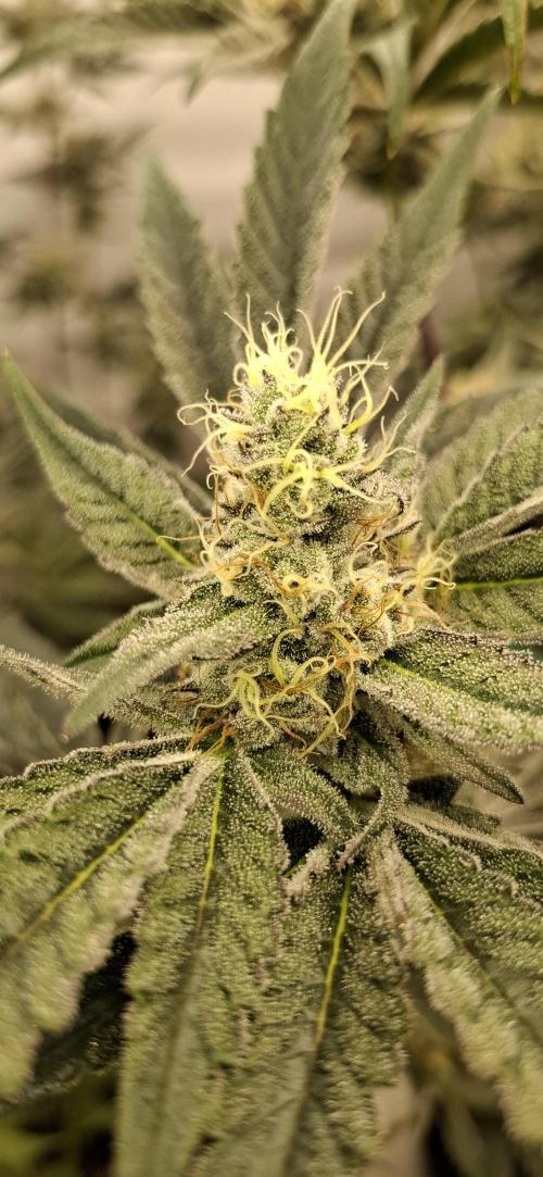 5 of the best, from @Barneys Farm. Week 7