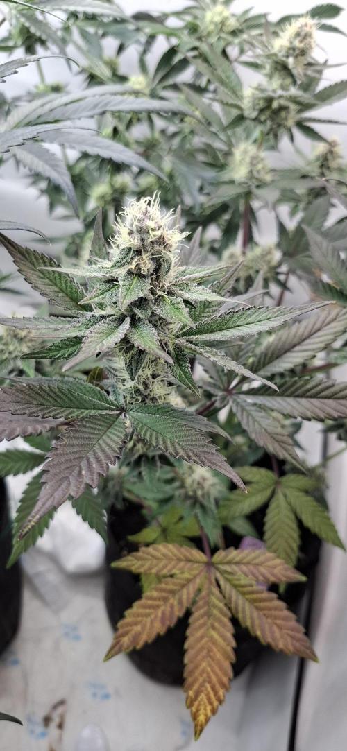 5 of the best, from @Barneys Farm. Week 7