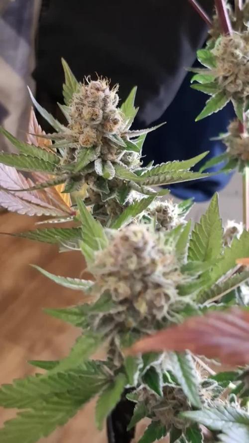 5 of the best, from @Barneys Farm