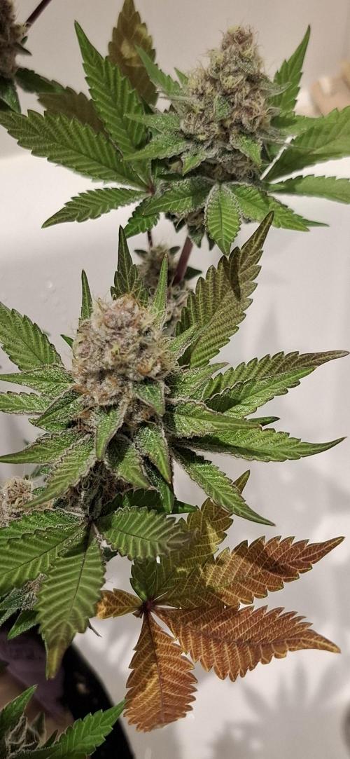 5 of the best, from @Barneys Farm. Week 7