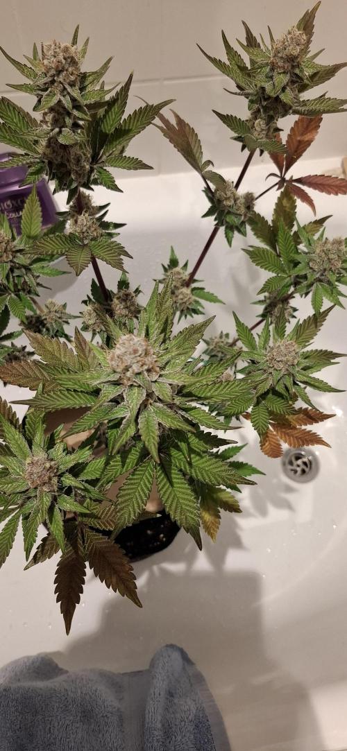 5 of the best, from @Barneys Farm. Week 7 - Apple Fritter  7.5 wks into flowering 