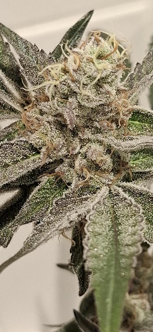 5 of the best, from @Barneys Farm. Week 7 - Top shelf buds on every strain here from @barneysfarm.com ,best breeder 💯