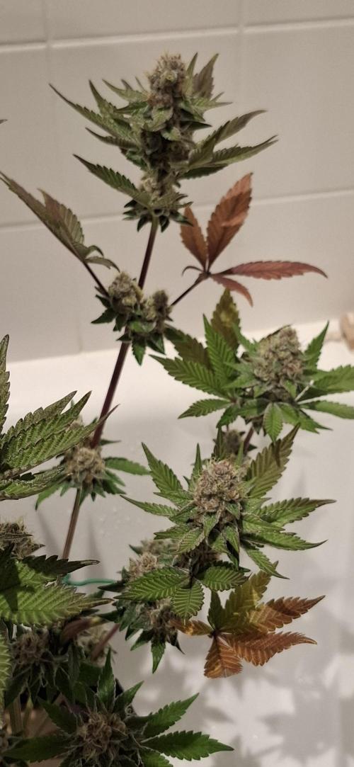5 of the best, from @Barneys Farm. Week 7
