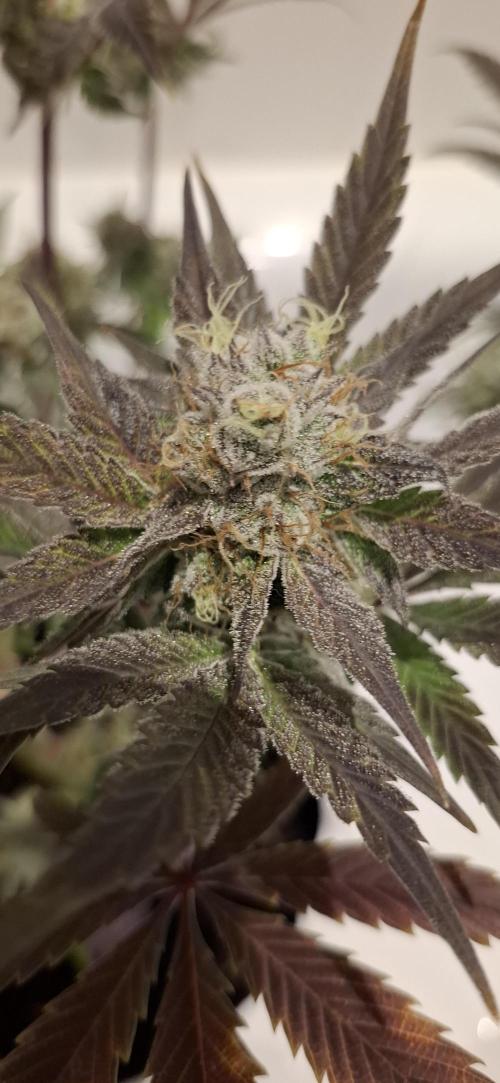 5 of the best, from @Barneys Farm. Week 7