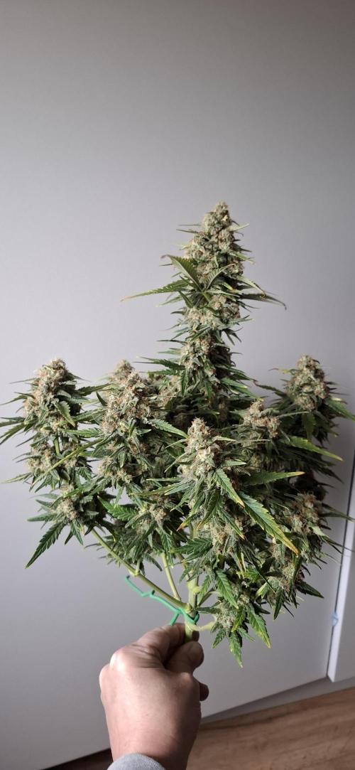 5 of the best, from @Barneys Farm. Week 7 - Blue Sunset Sherbet, Barney's farm 
