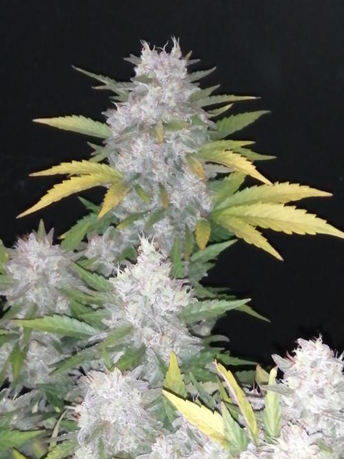 5 of the best, from @Barneys Farm. Week 7 - Watermelon Z , BF again 😋 
