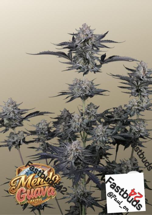 Fastbuds Mendo Guava by Paul_on.. Week 0 - They will look like this , stay tuned 😉 