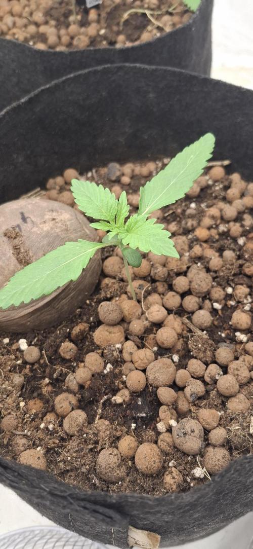 Fastbuds Mendo Guava by Paul_on.. Week 1