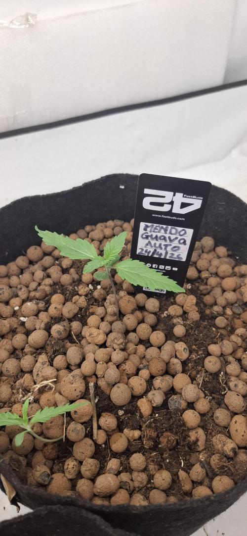 Fastbuds Mendo Guava by Paul_on.. Week 1