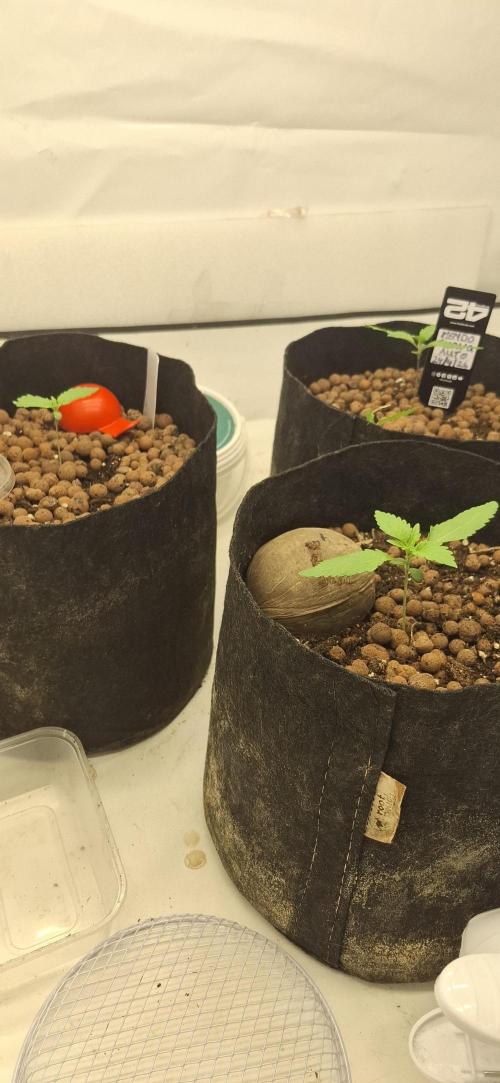 Fastbuds Mendo Guava by Paul_on.. Week 1