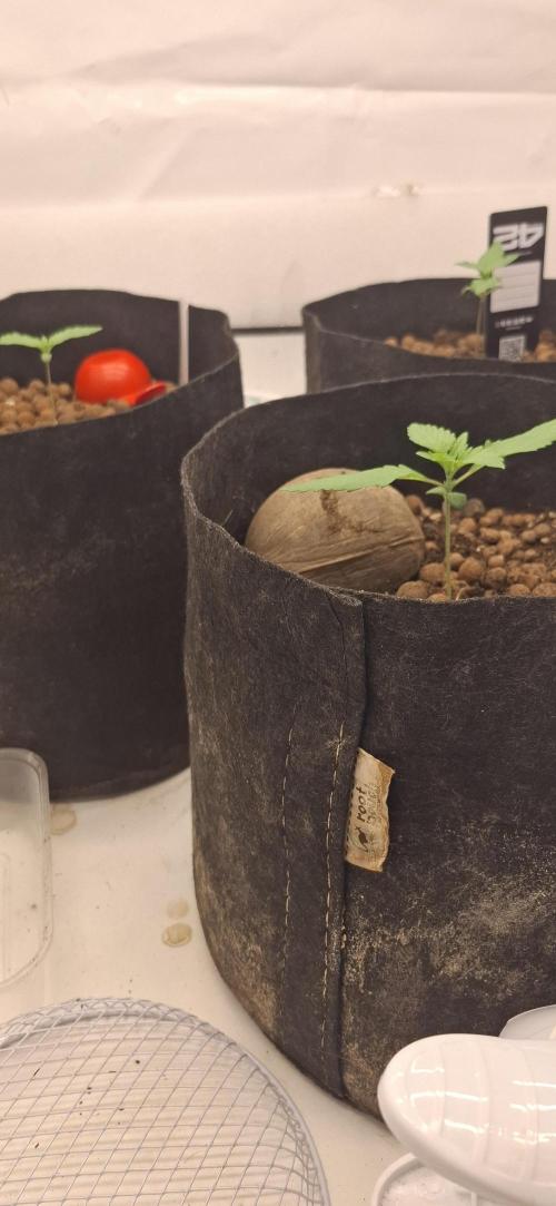 Fastbuds Mendo Guava by Paul_on.. Week 1