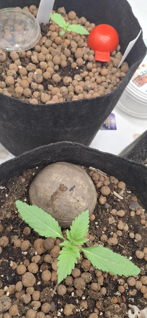 Fastbuds Mendo Guava by Paul_on.. Week 1
