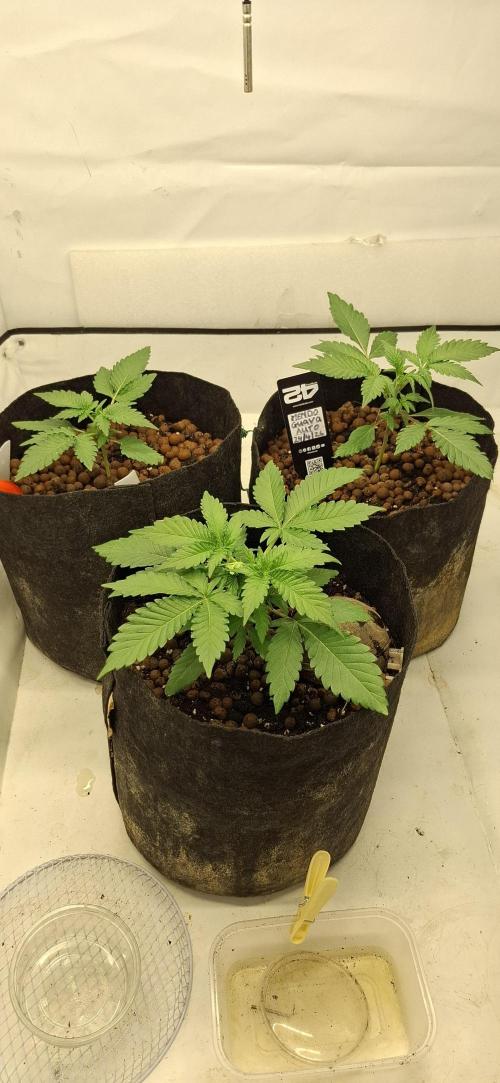 Fastbuds Mendo Guava by Paul_on.. Week 3 - @Fastbuds42👌 MENDO GUAVA AUTO FLOWER 