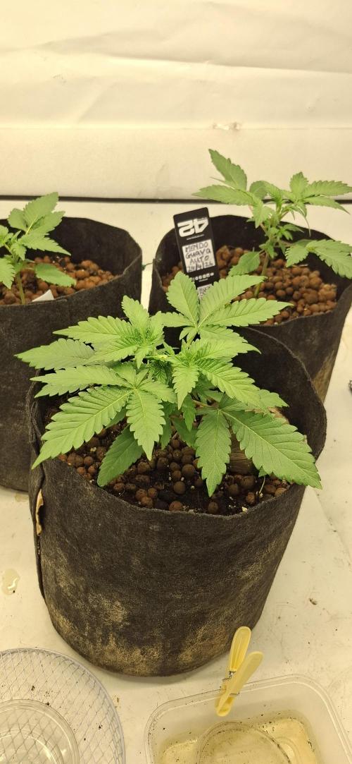 Fastbuds Mendo Guava by Paul_on.. Week 3 - Day 21 since germination 