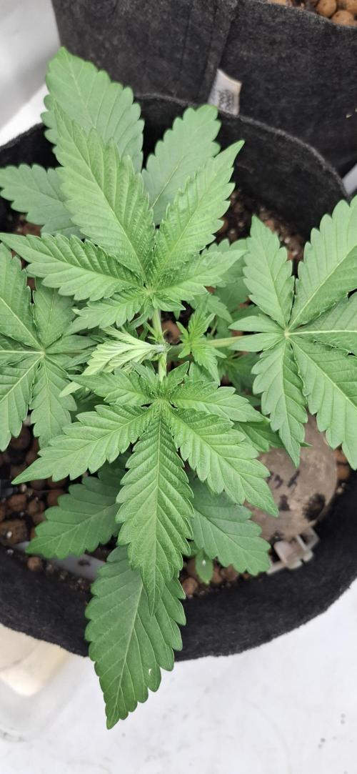 Fastbuds Mendo Guava by Paul_on.. Week 3