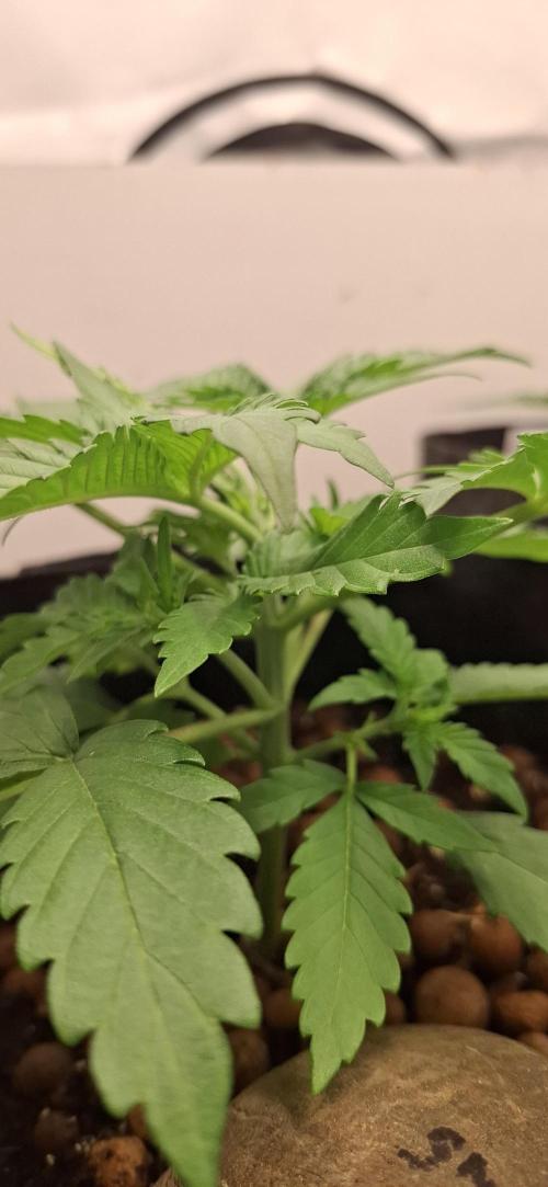 Fastbuds Mendo Guava by Paul_on.. Week 3