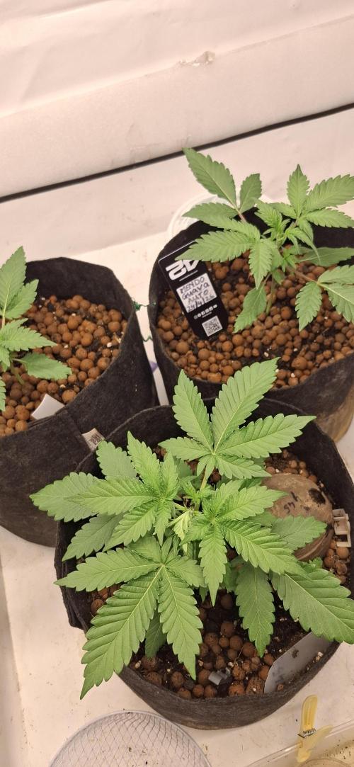 Fastbuds Mendo Guava by Paul_on.. Week 3 - All in 5 gal fabric pots 👆💪