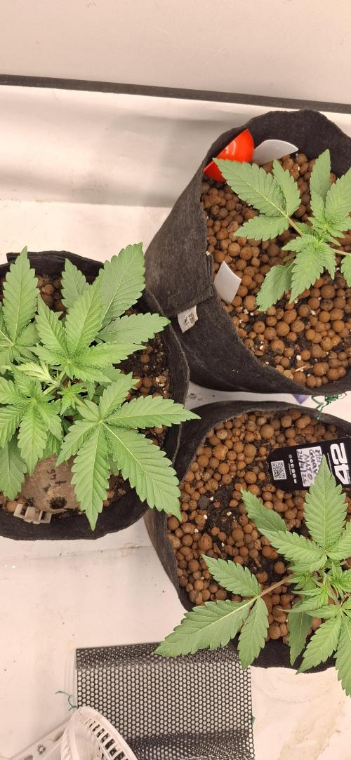 Fastbuds Mendo Guava by Paul_on.. Week 3 - Also these are my first Autoflowering Strains to grow in 2 years or more.They do all the work 😀  