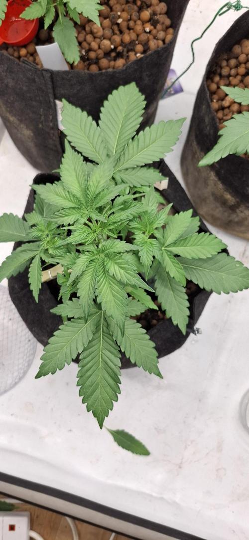 Fastbuds Mendo Guava by Paul_on.. Week 3