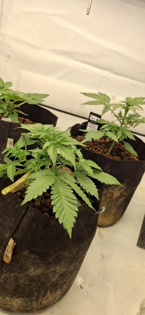 Fastbuds Mendo Guava by Paul_on.. Week 3 - Day 24 , showing a stretch in just 3 days ,since day 21