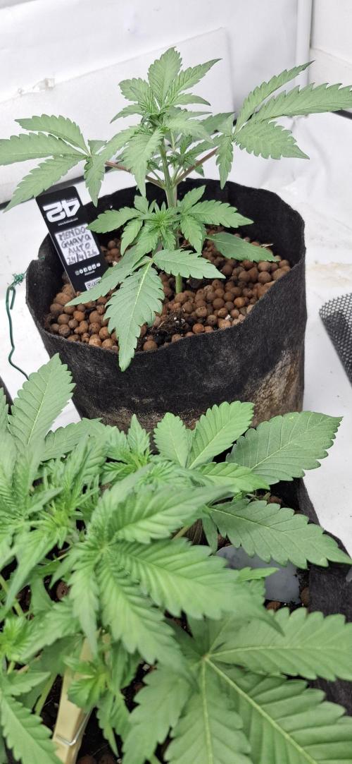 Fastbuds Mendo Guava by Paul_on.. Week 3 - Not one problem with the leaves or roots 👌😏
