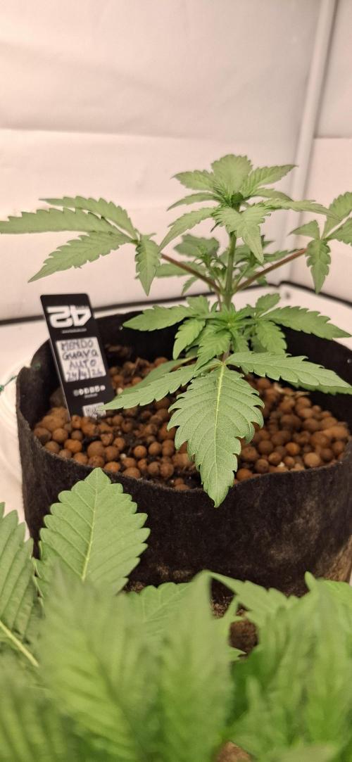 Fastbuds Mendo Guava by Paul_on.. Week 3 - Update 3 days later , you can see the extra growth 