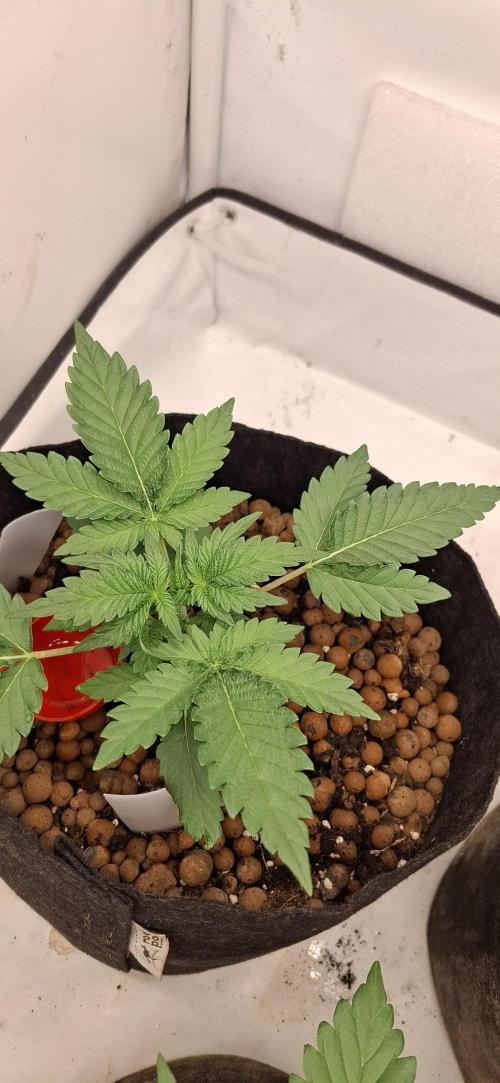 Mendo Guava Auto. Week 3