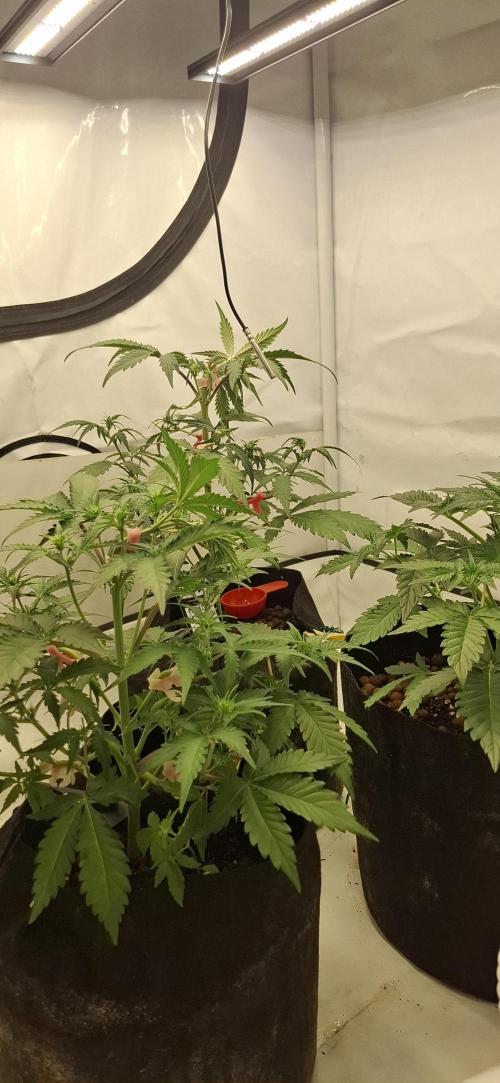 Fastbuds Mendo Guava by Paul_on.. Week 4 - Some LST to open up bud sites as their starting to flower now 👍