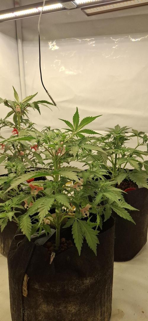 Fastbuds Mendo Guava by Paul_on.. Week 4 - 3 different phenos, same strain , i like all 3 😁  Smell fruity too 