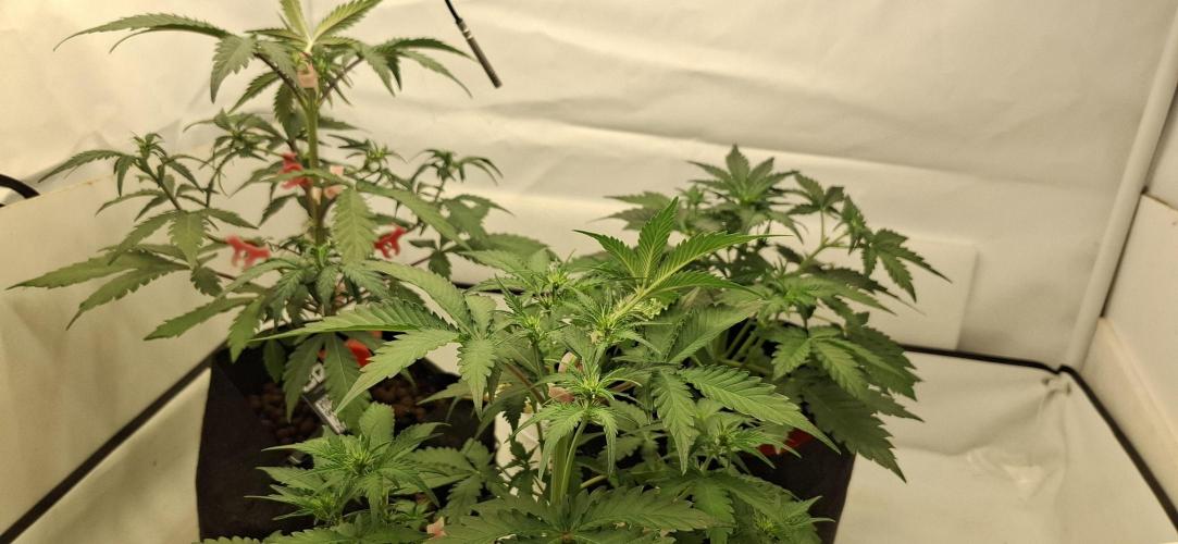 Fastbuds Mendo Guava by Paul_on.. Week 4