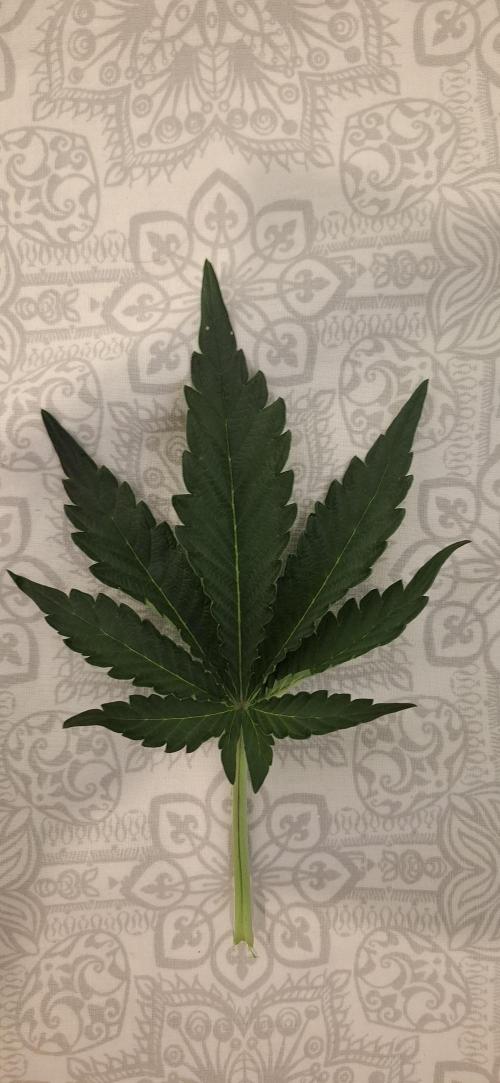 Fastbuds Mendo Guava by Paul_on.. Week 4 - 9 blades ,so healthy 👌