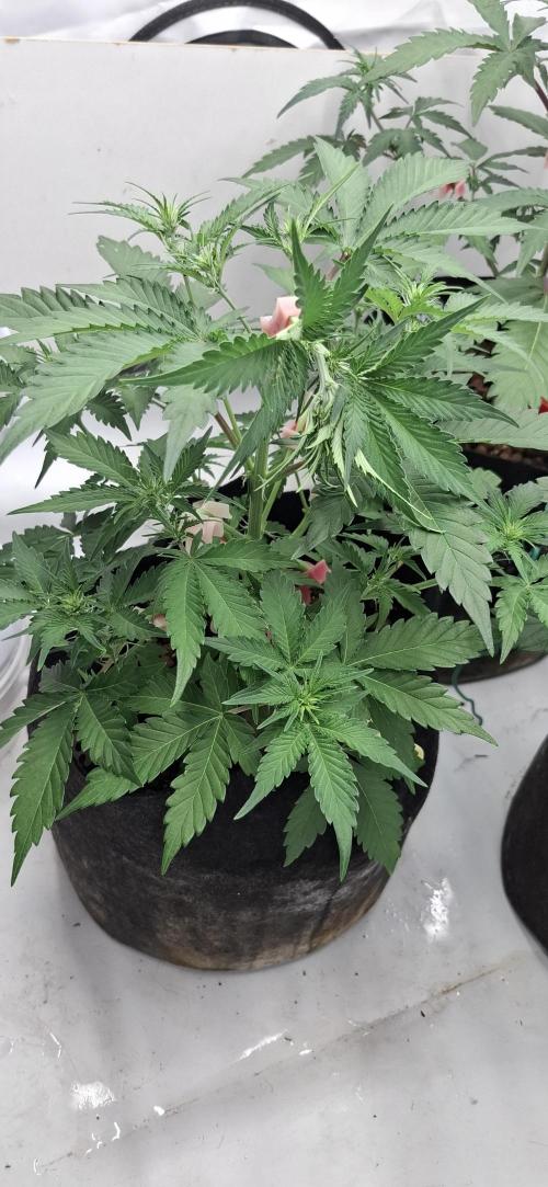 Fastbuds Mendo Guava by Paul_on.. Week 4 - Green stems ,healthy leaves 🍃 