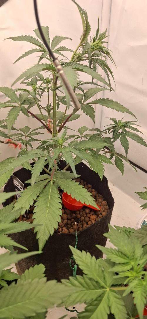 Fastbuds Mendo Guava by Paul_on.. Week 4 - This one has some purple on the leaf stems ,but she,s happy 